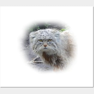 Manul-pallas's cat Posters and Art